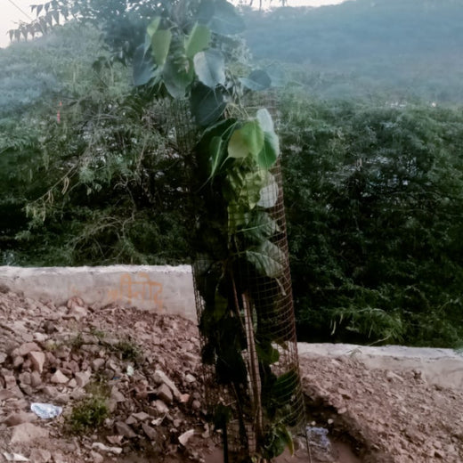 Reliance Industries Initiative: Community Tree Plantation for a Greener Future – 1 year