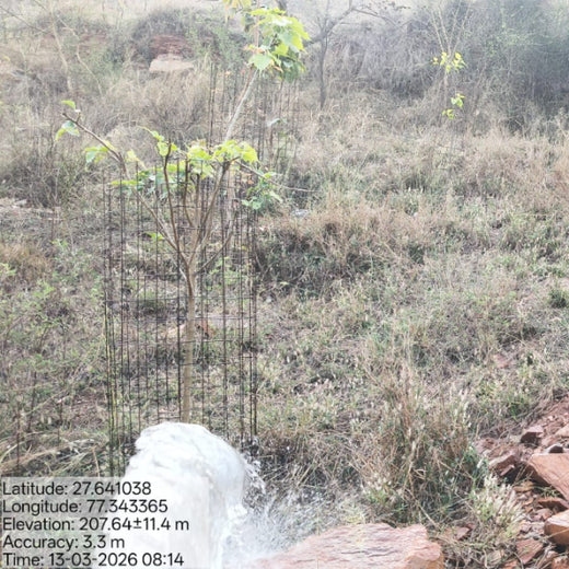 Reliance Foundation's Biodiversity Restoration Project: Sunhera Village – 2 years