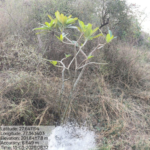 Reliance Foundation's Biodiversity Restoration Project: Sunhera Village – 2 years