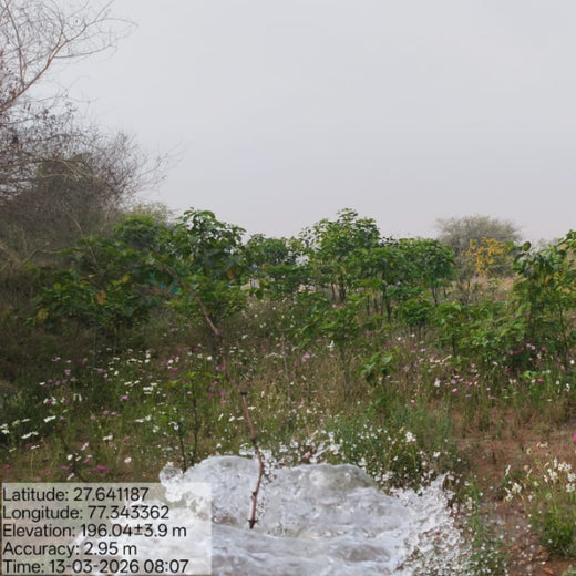 Reliance Foundation's Biodiversity Restoration Project: Sunhera Village – 2 years