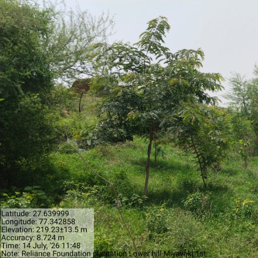 Reliance Foundation's Biodiversity Restoration Project: Sunhera Village – 3 years