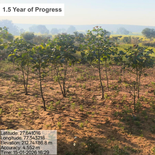 Reliance Foundation's Biodiversity Restoration Project: Sunhera Village – 2 years