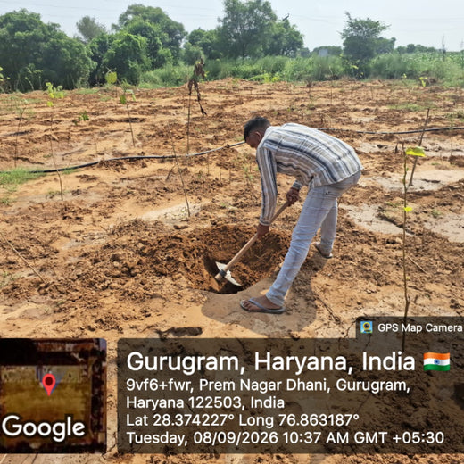 Planting for the Future: A Reliance Foundation Initiative in Gurugram – Planting