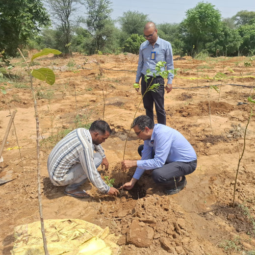 Planting for the Future: A Reliance Foundation Initiative in Gurugram – 6 months