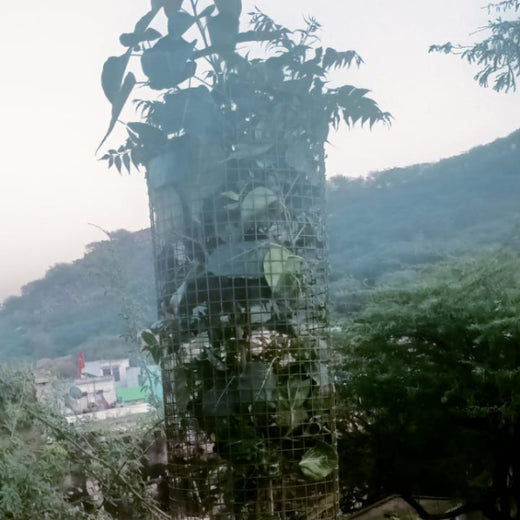 Reliance Industries Initiative: Community Tree Plantation for a Greener Future – 1 year