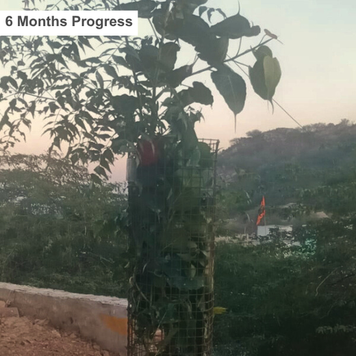 Reliance Industries Initiative: Community Tree Plantation for a Greener Future – 1 year