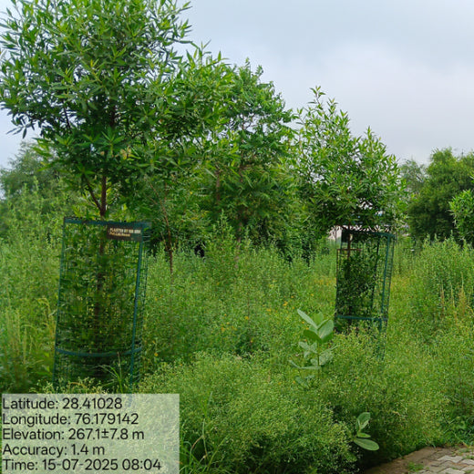 Reliance Industries Initiative: Community Tree Plantation for a Greener Future – 2 years