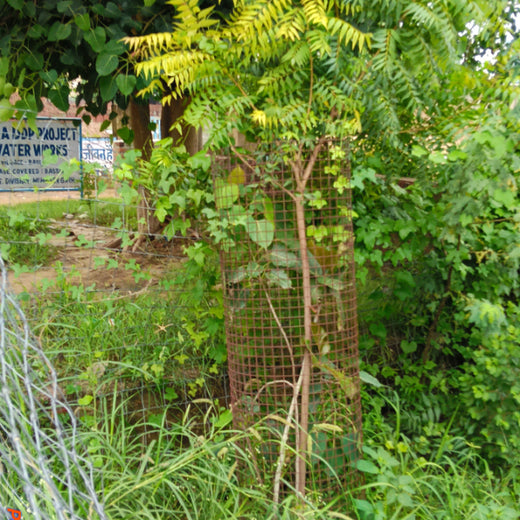 Reliance Industries Initiative: Community Tree Plantation for a Greener Future – 2 years