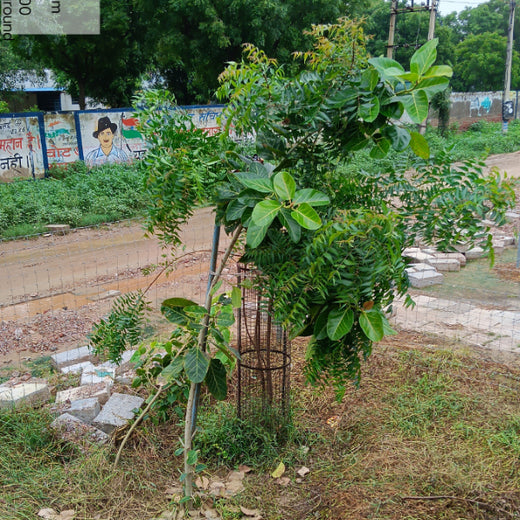 Reliance Industries Initiative: Community Tree Plantation for a Greener Future – 2 years