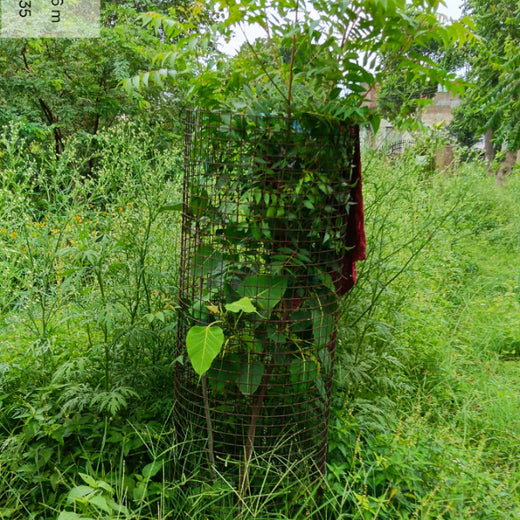 Reliance Industries Initiative: Community Tree Plantation for a Greener Future – 2 years