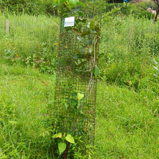 Reliance Industries Initiative: Community Tree Plantation for a Greener Future – 2 years