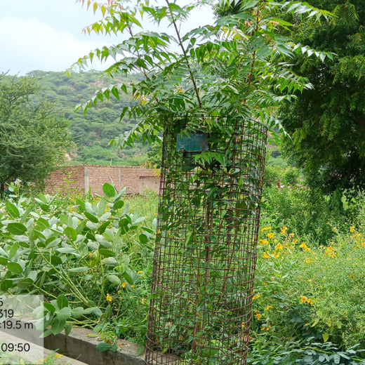 Reliance Industries Initiative: Community Tree Plantation for a Greener Future – 2 years