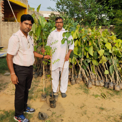 Reliance Industries Initiative: Community Tree Plantation for a Greener Future – Planting