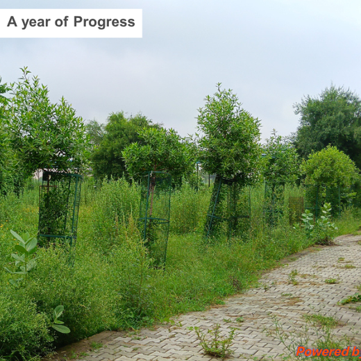 Reliance Industries Initiative: Community Tree Plantation for a Greener Future – 2 years
