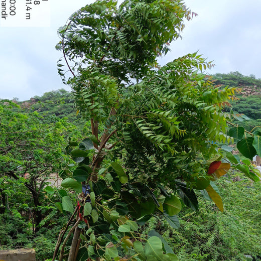 Reliance Industries Initiative: Community Tree Plantation for a Greener Future – 2 years