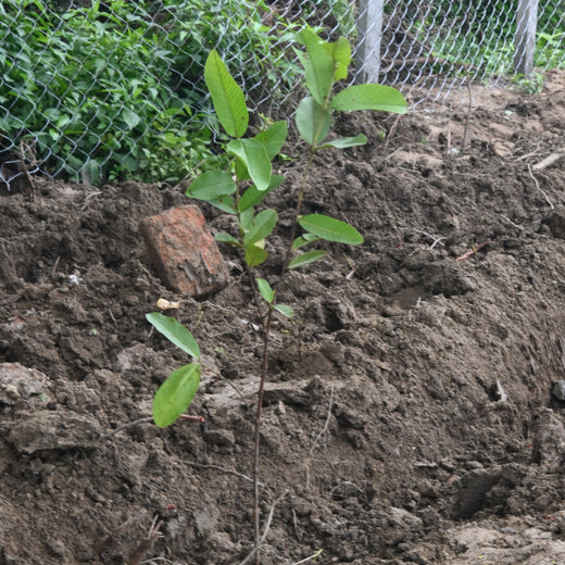 Growing Green Legacies: Reliance Industries Leads the Green Charge – 6 months