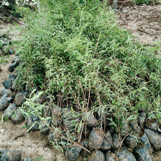 Growing Green Legacies: Reliance Industries Leads the Green Charge – Planting