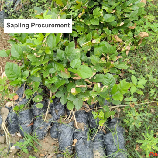 Growing Green Legacies: Reliance Industries Leads the Green Charge – Planting