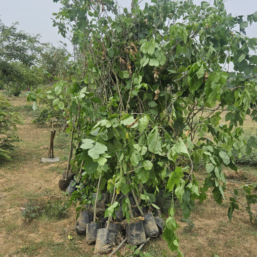 Resistoflex Dynamics: Building a Greener Community with Urban Forests – 2 years
