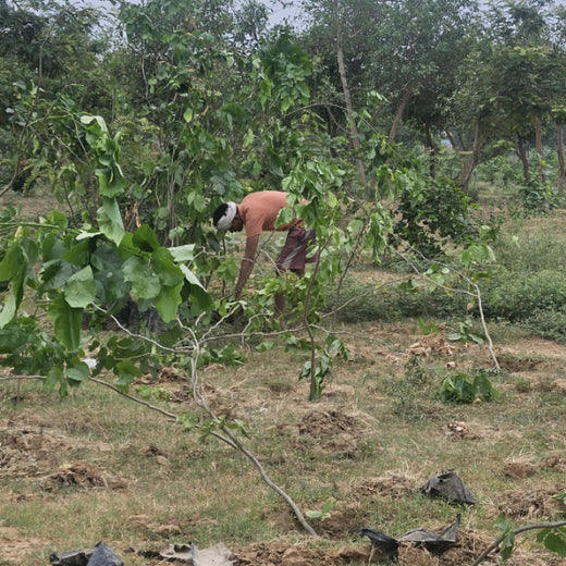 Resistoflex Dynamics: Building a Greener Community with Urban Forests – 2 years
