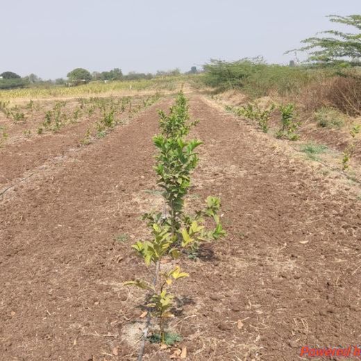 Eco-Impact in Action: VYMO’s Agroforest Plantation Drive – Planting