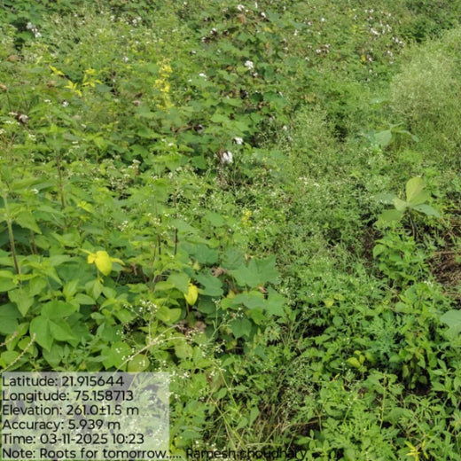 Nature’s Answer: Roots for Tomorrow’s Green Mission – 6 months