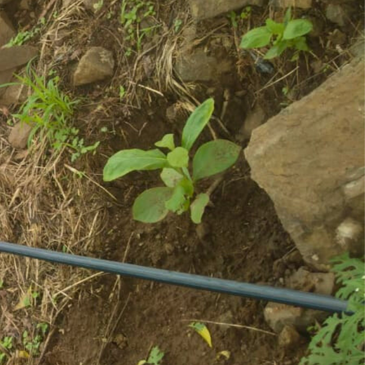 Nature’s Answer: Roots for Tomorrow’s Green Mission – Planting
