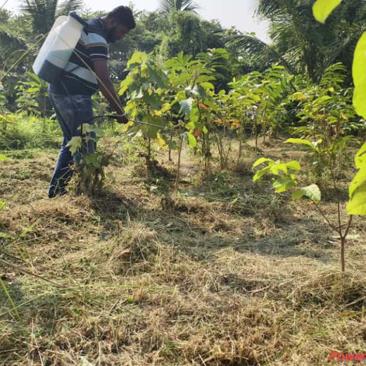 Rooted in Service, Growing Green: Rotary Club of Calcutta Visionaries – 2 years