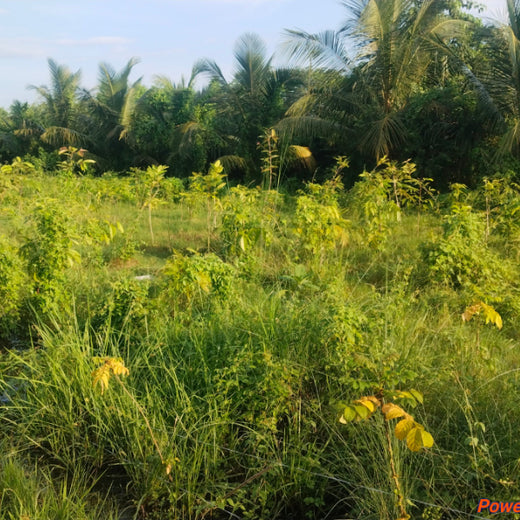 Rooted in Service, Growing Green: Rotary Club of Calcutta Visionaries – 1 year