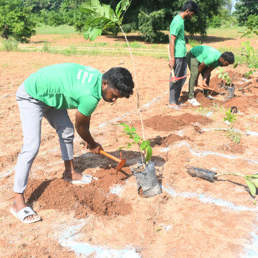 A Dream Rooted in Nature: The SS Rajamouli Family Initiative – Planting