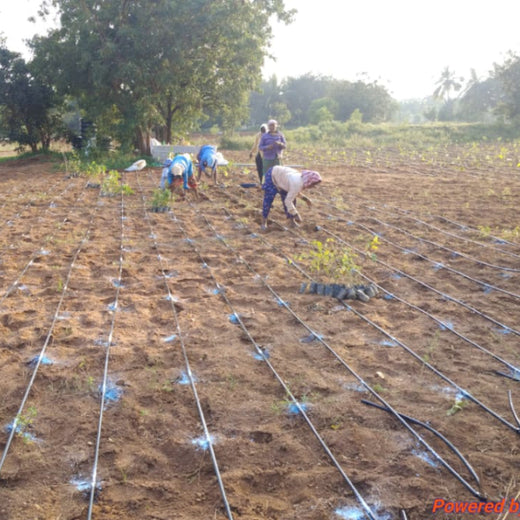 A Dream Rooted in Nature: The SS Rajamouli Family Initiative – 6 months
