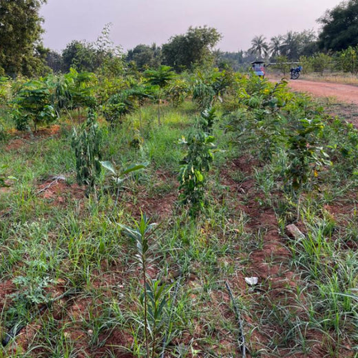 A Dream Rooted in Nature: The SS Rajamouli Family Initiative – 2 years