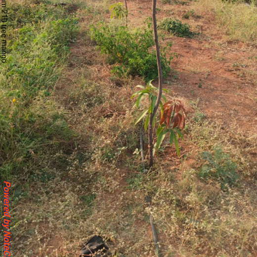 Evergreen Memories: Sairam Sodagum’s Loving Tribute to His Parents – Planting