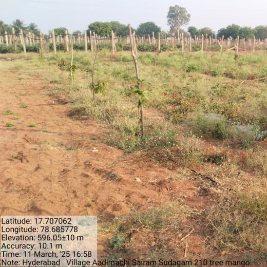 Evergreen Memories: Sairam Sodagum’s Loving Tribute to His Parents – Planting