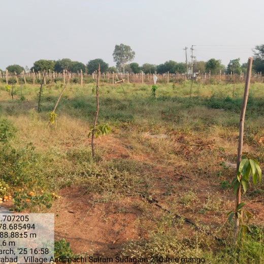 Evergreen Memories: Sairam Sodagum’s Loving Tribute to His Parents – Planting