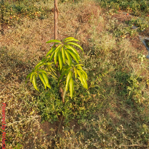 Evergreen Memories: Sairam Sodagum’s Loving Tribute to His Parents – Planting