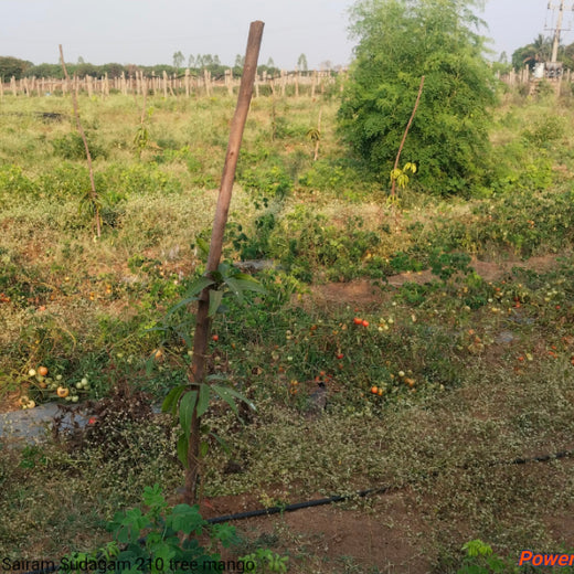 Evergreen Memories: Sairam Sodagum’s Loving Tribute to His Parents – Planting