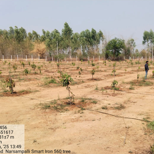 From Iron to Green: Samrat Irons' Eco-Conscious Gifting Initiative in Agroforestry – 6 months