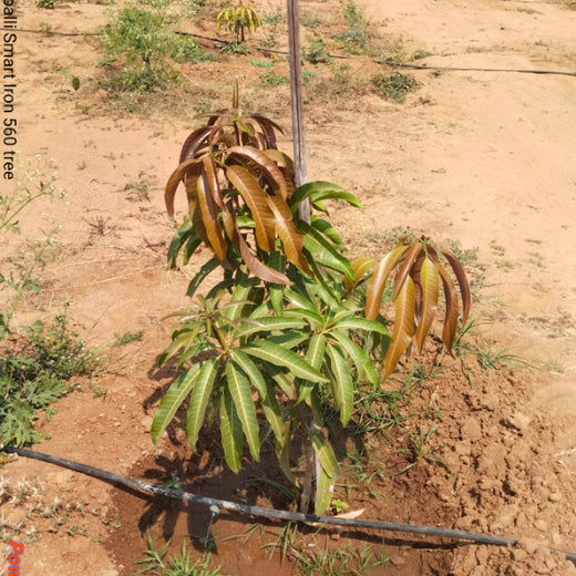 From Iron to Green: Samrat Irons' Eco-Conscious Gifting Initiative in Agroforestry – 6 months