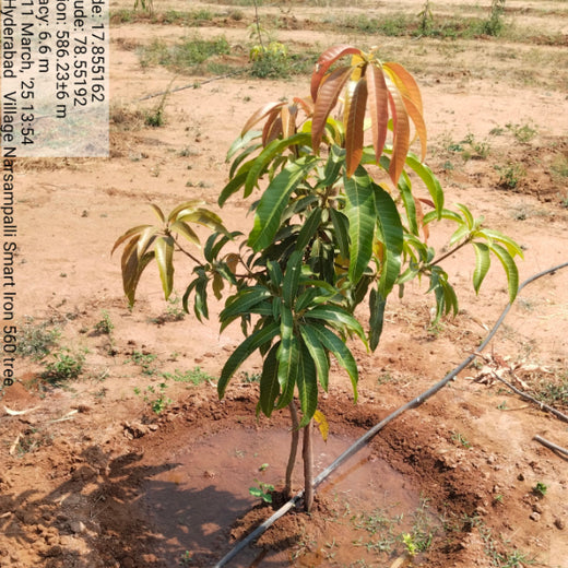 From Iron to Green: Samrat Irons' Eco-Conscious Gifting Initiative in Agroforestry – 6 months