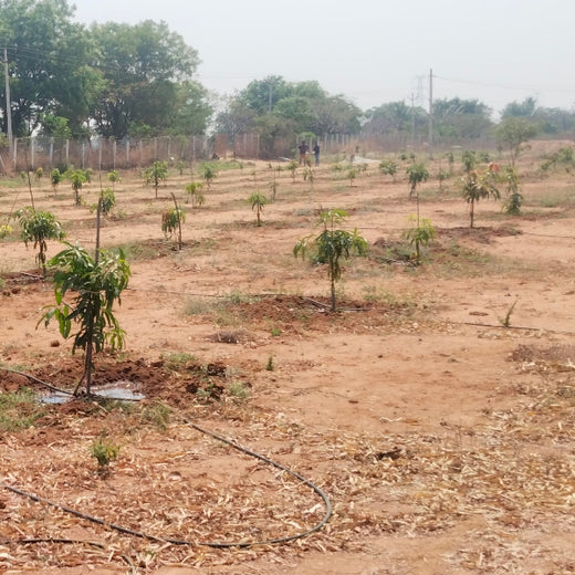 From Iron to Green: Samrat Irons' Eco-Conscious Gifting Initiative in Agroforestry – 6 months