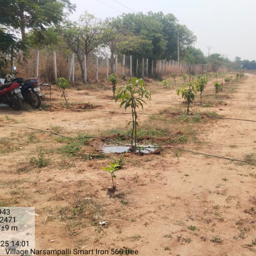From Iron to Green: Samrat Irons' Eco-Conscious Gifting Initiative in Agroforestry – 6 months