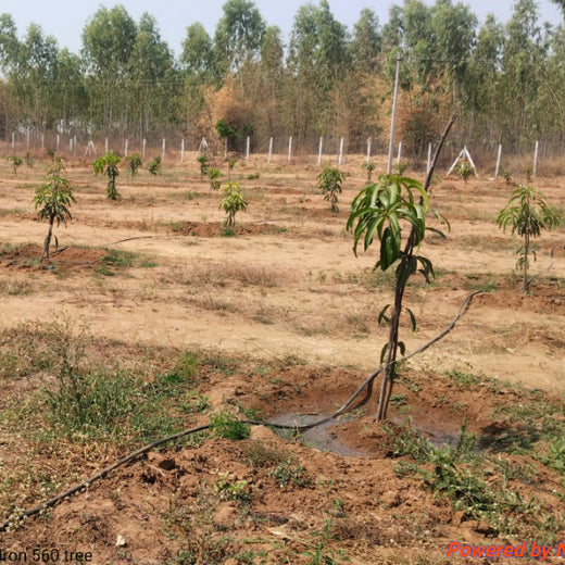 From Iron to Green: Samrat Irons' Eco-Conscious Gifting Initiative in Agroforestry – 6 months