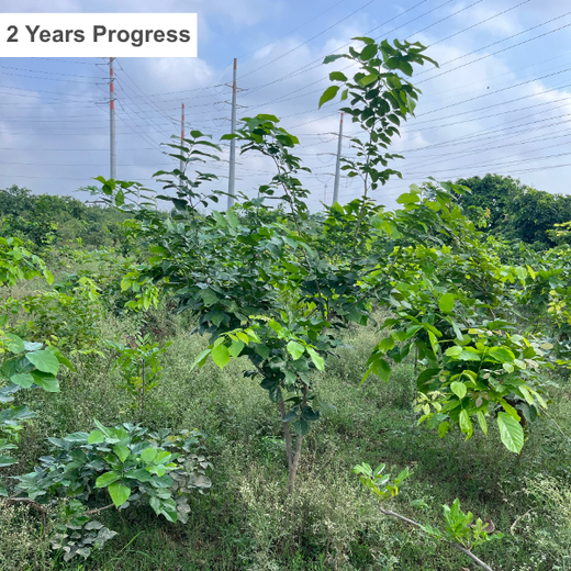 Transforming Urban Spaces: Mr. Samyak Jain’s Urban Forest Initiative – Planting