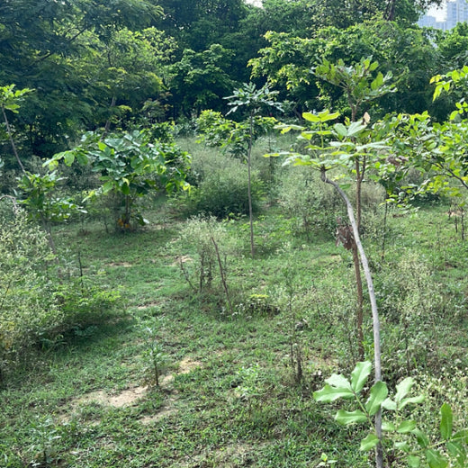 Transforming Urban Spaces: Mr. Samyak Jain’s Urban Forest Initiative – Planting