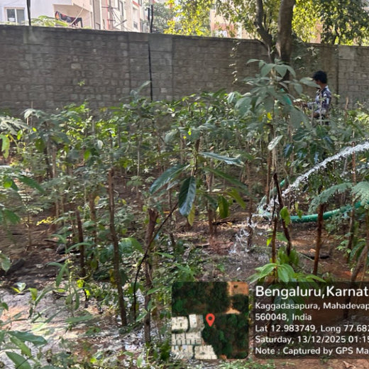 Branches of Love: Honoring Parents with Every Sapling – 1 year