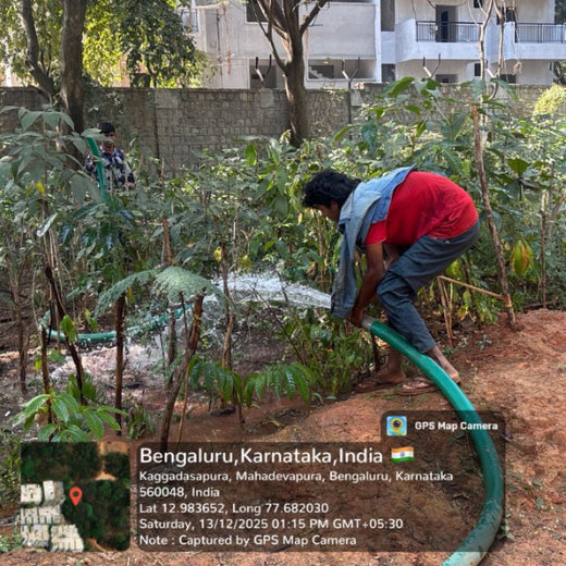 Branches of Love: Honoring Parents with Every Sapling – 1 year