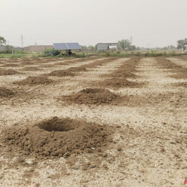 Soudal India Goes Green: Agroforestry on World Environment Day – Grow ...