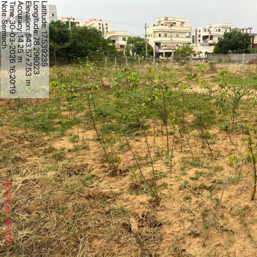 Semtech India’s Urban Forest: Innovating for People and the Planet – 1 year