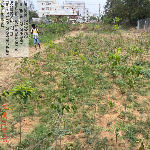Semtech India’s Urban Forest: Innovating for People and the Planet – 1 year